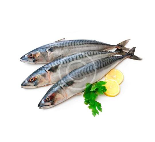 Striped Bass