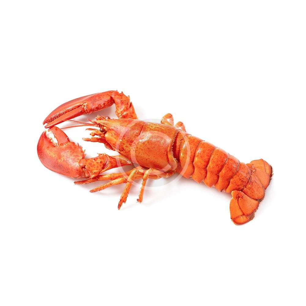 Lobster