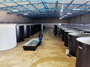 Nuevo Hatchery